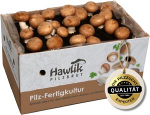 Hawlik Pilzbrut Deal: 10kg Pilzzuchtset XXL jetzt günstig sichern!