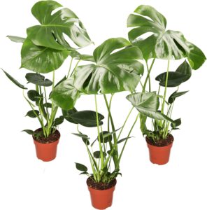 Monstera Deliciosa 3er-Set: Tropisches Grün zum Superpreis