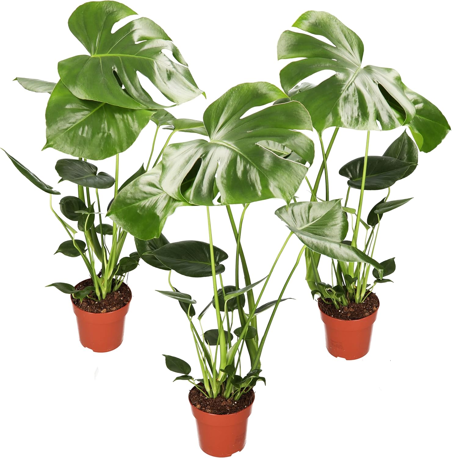 Monstera Deliciosa 3er-Set: Tropisches Grün zum Superpreis